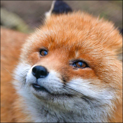 Dans ''Zootopie'', que dit Judy au renard avec son stylo carotte ?