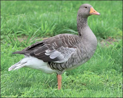 Quel est cet oiseau ?