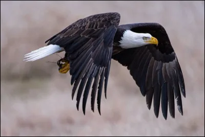 Quel est cet oiseau ?