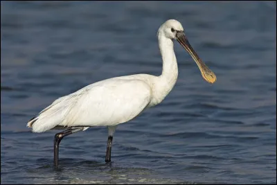 Quel est cet oiseau ?