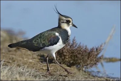 Quel est cet oiseau ?