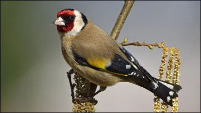Quel est cet oiseau ?
