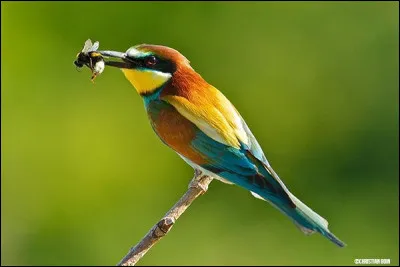 Quel est cet oiseau ?