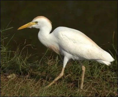 Quel est cet oiseau ?