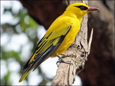 Quel est cet oiseau ?