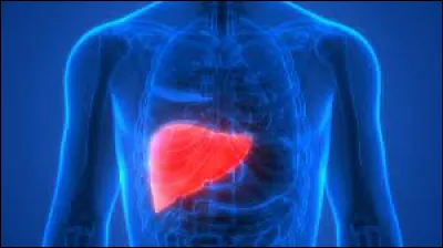 Laquelle de ces orthographes désigne un organe du corps humain ?