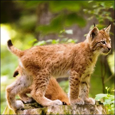 &Agrave; quelle esp&egrave;ce de f&eacute;lins appartient ce jeune animal ?