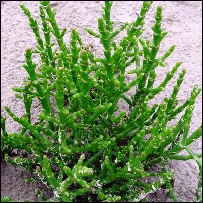 Quel &eacute;l&eacute;ment chimique de num&eacute;ro atomique 19 s�appelle kalium en allemand ?