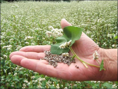 Quelle est cette céréale ?