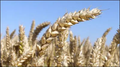 De quelle céréale s'agit-il ?