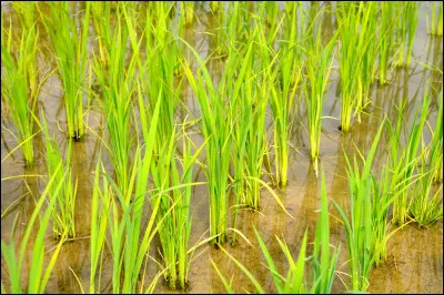 De quelle céréale s'agit-il ?