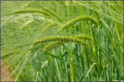 De quelle céréale s'agit-il ?