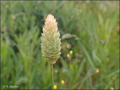 Quelle est cette céréale ?