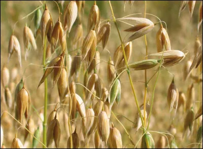 Quelle est cette céréale ?
