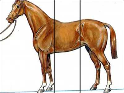 Quelle est la partie du milieu ?