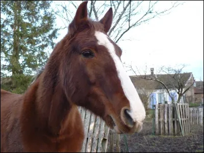 De quelle robe est ce cheval ?