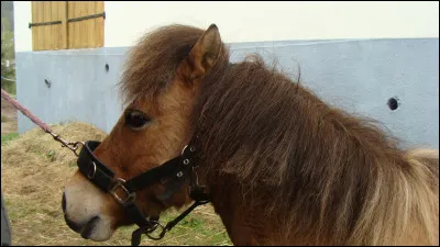 De quelle race est ce poney ?