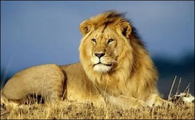 Quel animal préfères-tu ?