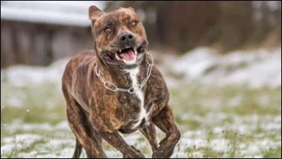 Tu es face à un chien sauvage et dangereux...