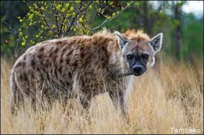 Quel est le nom de cet animal vivant dans la savane ?