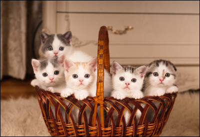 Combien y a-t-il de chatons dans ce panier ?