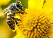Quiz Autour des abeilles (2)