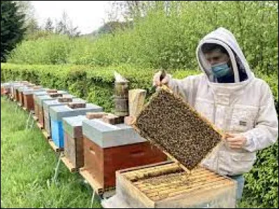Comment se nomme le m&eacute;tier qui consiste &agrave; s'occuper des ruches ?