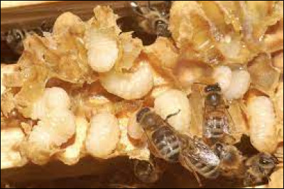 Dans la ruche, de quoi se nourrissent les larves ?