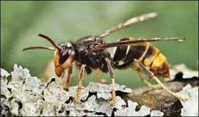Quel insecte est devenu un redoutable pr&eacute;dateur des abeilles ?