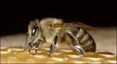 Comment appelle-t-on l'abeille m&acirc;le ?