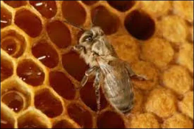 Quelle est la forme des alv&eacute;oles faites par les abeilles ouvri&egrave;res dans la ruche ?