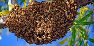 Comment se nomme un regroupement d'abeilles en dehors de la ruche ?