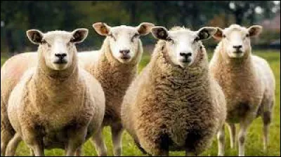 Comment dit-on "mouton" en anglais ?