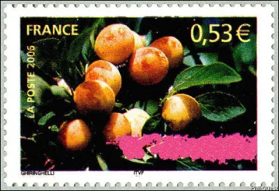 Sur quoi poussent ces fruits ? (Attention : il n'y a qu'un seule bonne réponse !)