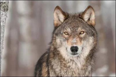 Quel est ton animal préféré ?