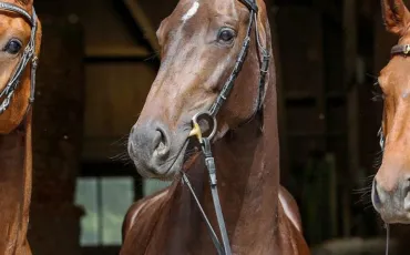 Quiz Galop 4