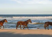 Quiz Galop 4