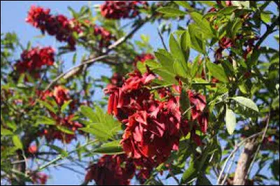 Quelle est la fleur nationale de l'Argentine ?