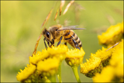 Le nom "abeille" est-il masculin ou féminin ?