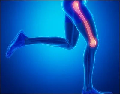Comment s'appelle l'os de la cuisse ?