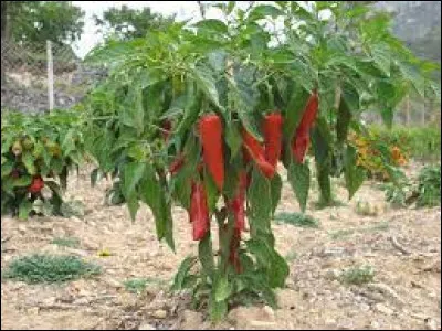 Dans quel d&eacute;partement fran&ccedil;ais se cultive le piment d'Espelette ?