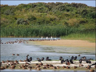 Vous pourrez vous promener dans le parc du Marquenterre :