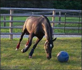 Les petits poulains sont... ...