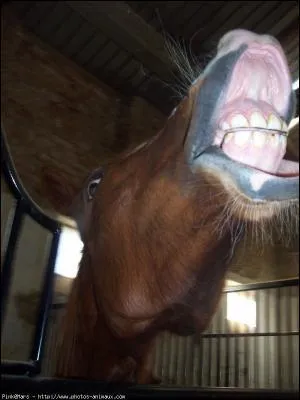 Quand deux poneys jouent ensemble dans leur enclos il faut... . .