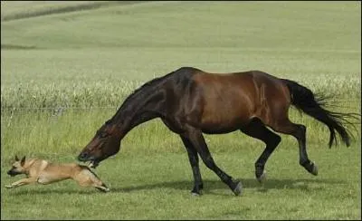 Quand une poneytrice vous dit de ne pas toucher  un cheval comme Pharamir ou Rivire car ce serait dangeureux car ces chevaux ont des problmes de comportements, vous... . .