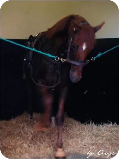 Quand un cheval ou un poney est attach sur les chaines et qu'il gratte le sol avec son pied , quel message vous envoie-t-il ?