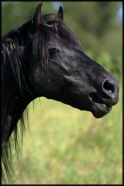 Quand un poney ou un cheval hennit il est... .