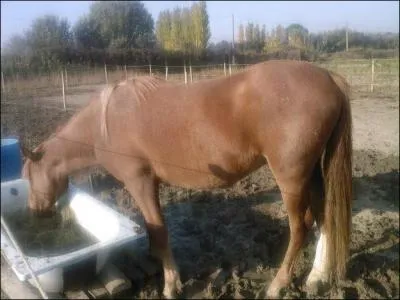 Basco est le poney le plus dominant de l'enclos, Ulysse est le moin dominant. . Admettons que Ulysse est en train de boire a l'abrevoir et qu'au mme moment Basco a trs envie de boire , que fera Basco ?