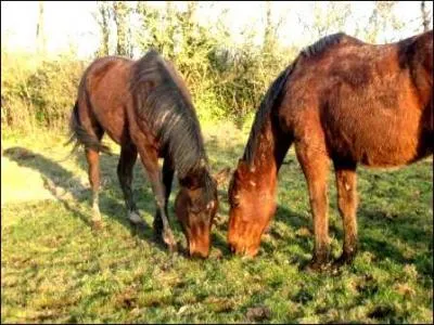 Si je mets un bol de grain dans l'enclos de Ulysse, Basco et Pixelle, tout en sachant que Pixelle est la plus grande, Ulysse le plus petit et Basco le plus dominant, Qui va manger le grain ?