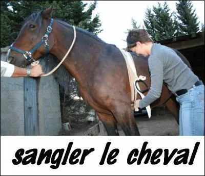 Pixelle met les oreilles dans le crin quand on lui serre sa sangle parce que ... .